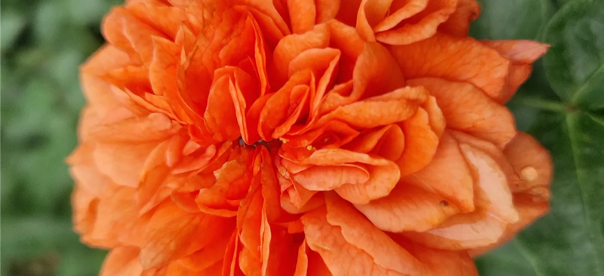 Rosa 'Orangerie'® 4 Liter Topf