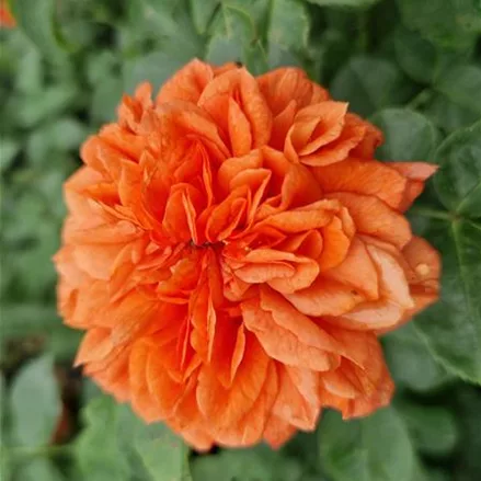 Rosa 'Orangerie'®