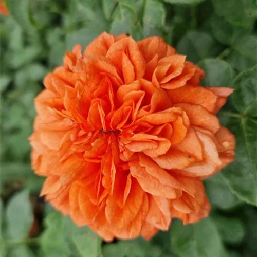 Rosa 'Orangerie'®