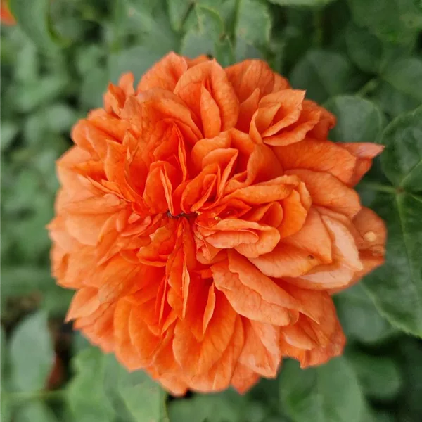 Rosa 'Orangerie'®