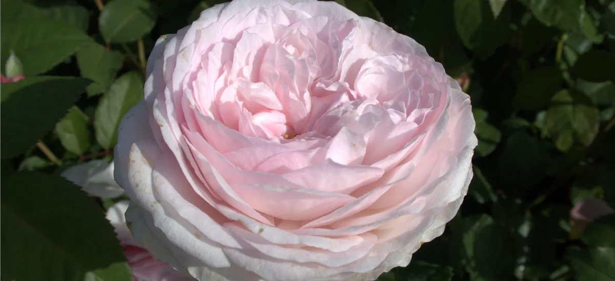 Rosa 'Olivia Rose Austin' 5,5 Liter Topf