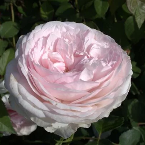 Rosa 'Olivia Rose Austin' 