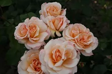 Rosa 'Oh Happy Day'® 5 Liter Topf, gestäbt 