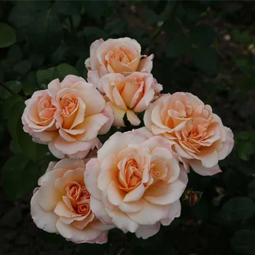 Rosa 'Oh Happy Day'®
