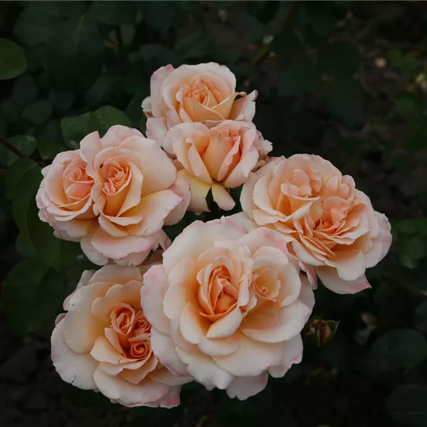 Rosa 'Oh Happy Day'®