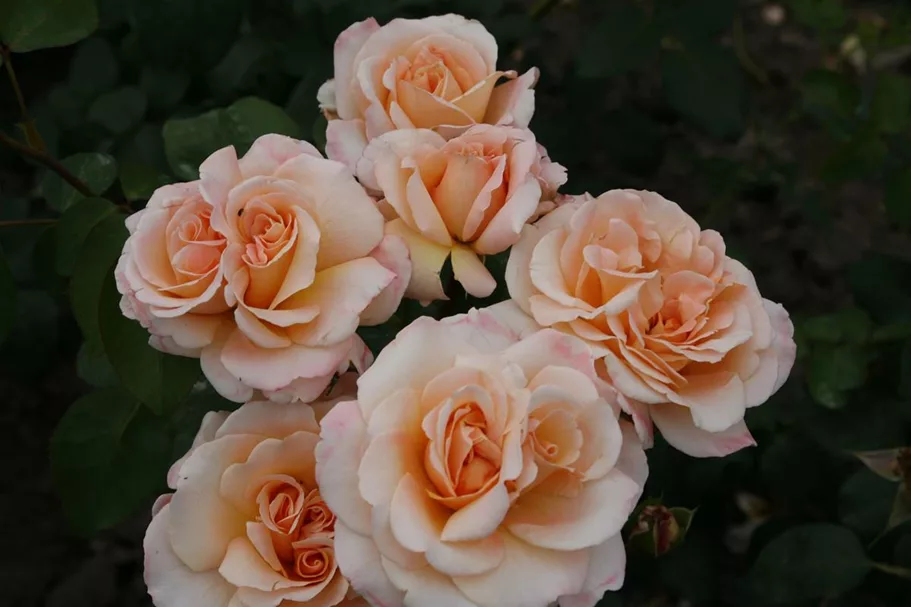 Rosa 'Oh Happy Day'® 5 Liter Topf, gestäbt 