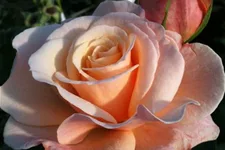 Rosa 'Oh Happy Day'® 5 Liter Topf, gestäbt 