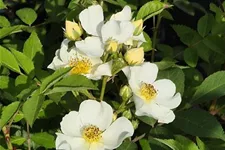 Rosa 'Natura Siluetta' ® 5 Liter Topf