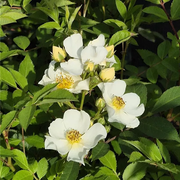Rosa 'Natura Siluetta' ®