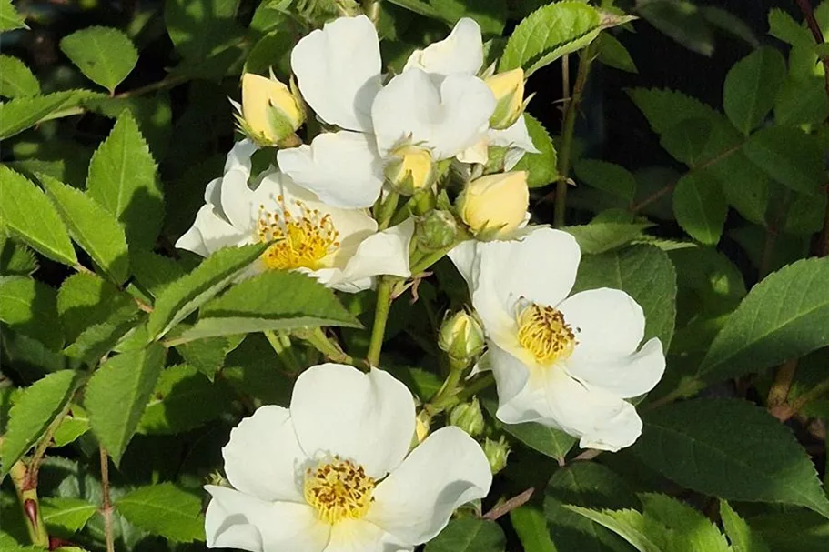 Rosa 'Natura Siluetta' ® 5 Liter Topf