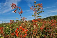 Rosa 'Natura Siluetta' ® 5 Liter Topf