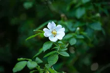 Rosa multiflora 4,5 Liter Topf