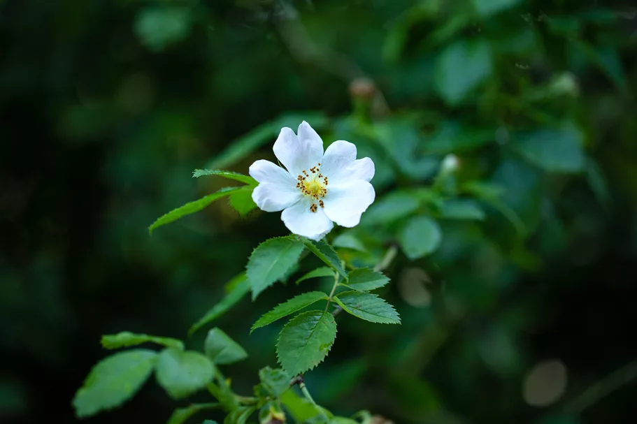 Rosa multiflora 4,5 Liter Topf