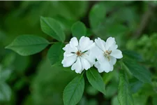 Rosa multiflora 4,5 Liter Topf