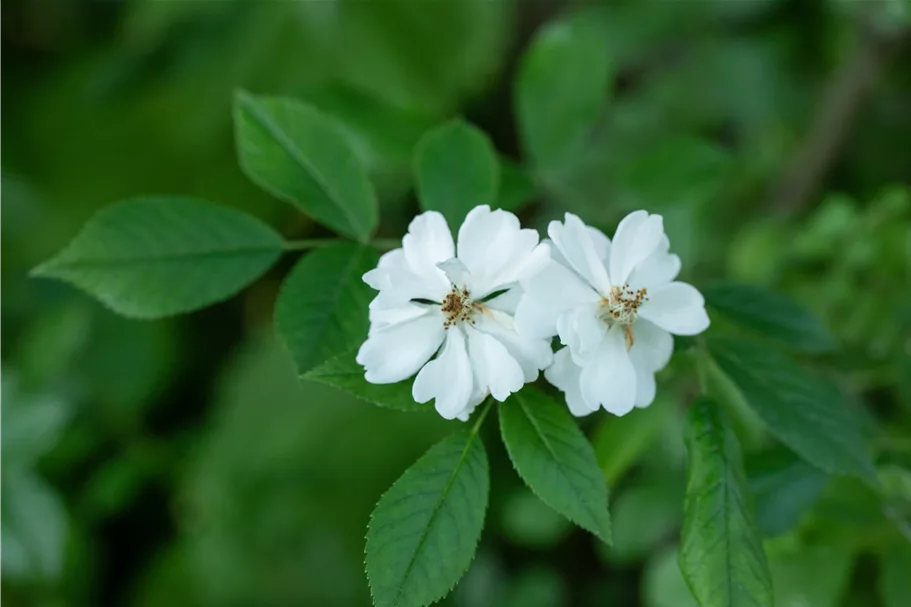 Rosa multiflora 4,5 Liter Topf