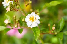 Rosa multiflora 4,5 Liter Topf