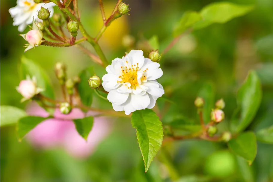 Rosa multiflora 4,5 Liter Topf