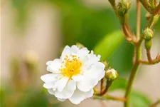 Rosa multiflora 4,5 Liter Topf