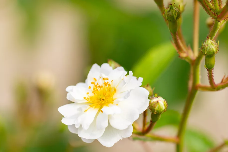 Rosa multiflora 4,5 Liter Topf