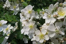 Rosa multiflora 4,5 Liter Topf