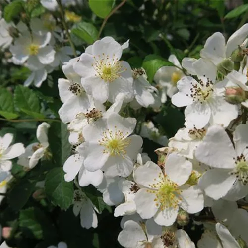 Rosa multiflora
