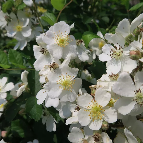 Rosa multiflora