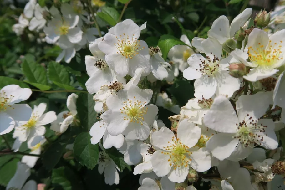 Rosa multiflora 4,5 Liter Topf