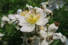 Rosa multiflora 4,5 Liter Topf
