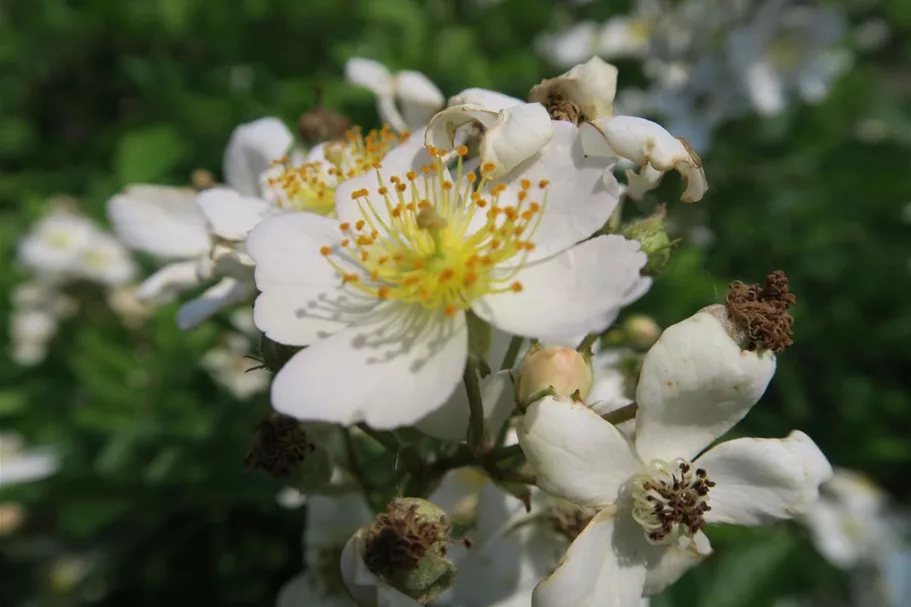 Rosa multiflora 4,5 Liter Topf