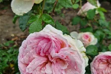 Rosa 'Meine Rose'® 4,5 Liter Topf