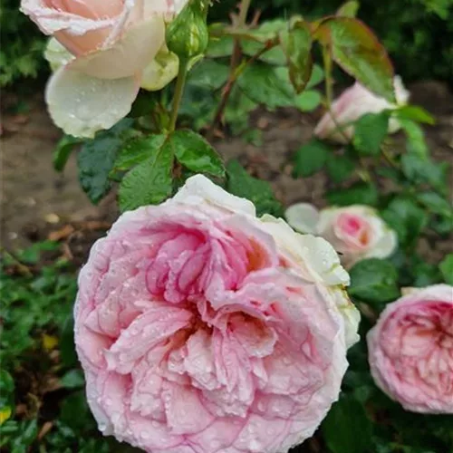 Rosa 'Meine Rose'®