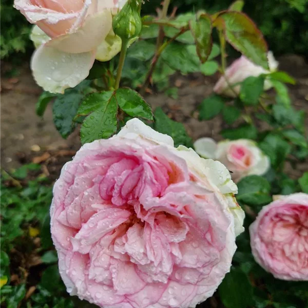 Rosa 'Meine Rose'®