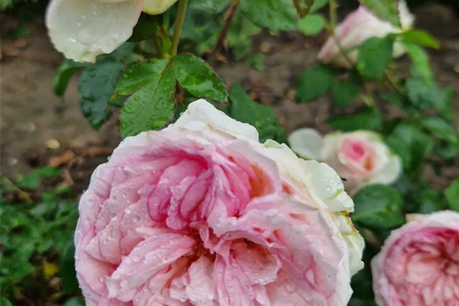 Rosa 'Meine Rose'® 4,5 Liter Topf
