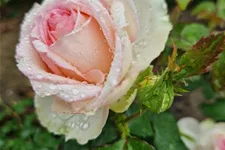 Rosa 'Meine Rose'® 4,5 Liter Topf