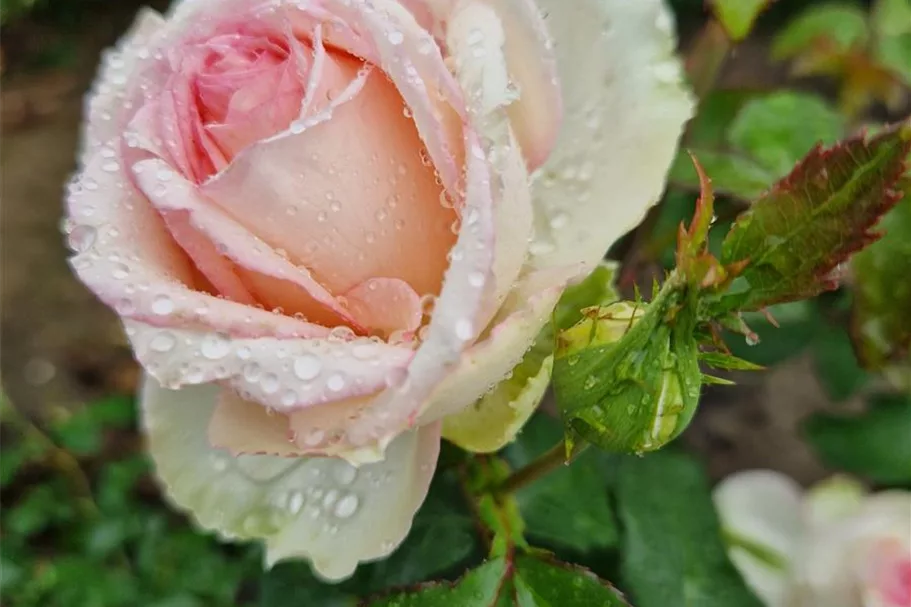 Rosa 'Meine Rose'® 4,5 Liter Topf