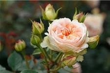 Rosa 'Matthias Claudius'® 5 Liter Topf, 3 Stäbe 