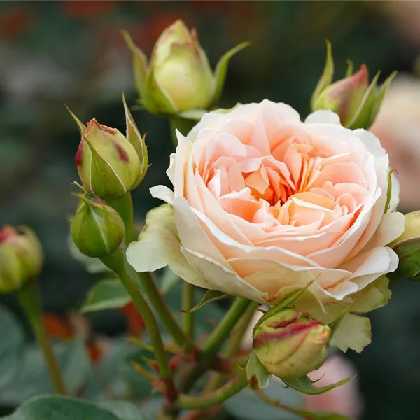 Rosa 'Matthias Claudius'®