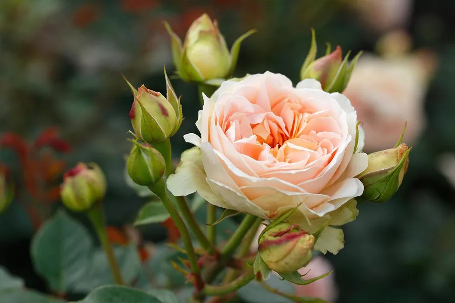 Rosa 'Matthias Claudius'® 5 Liter Topf, 3 Stäbe 