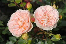 Rosa 'Matthias Claudius'® 5 Liter Topf, 3 Stäbe 