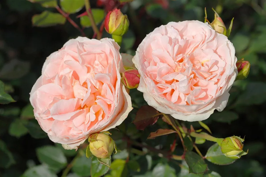 Rosa 'Matthias Claudius'® 5 Liter Topf, 3 Stäbe 