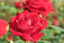 Rosa 'Marlene'® 4 Liter Topf