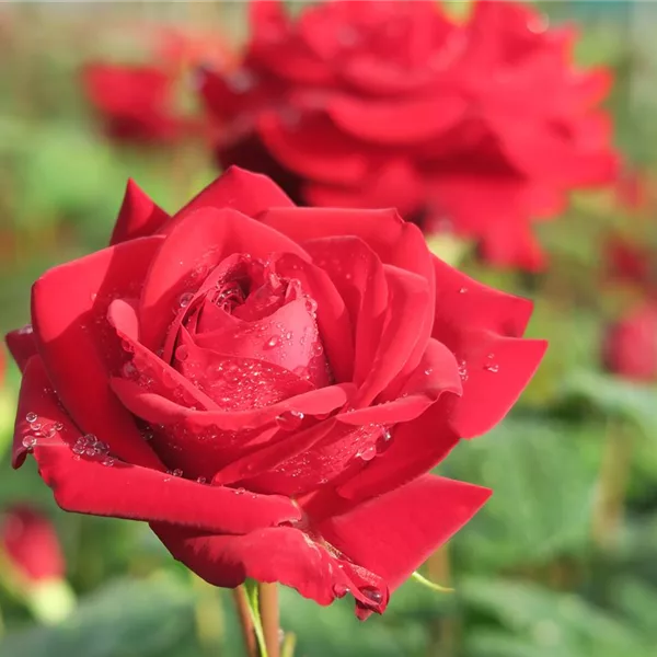 Rosa 'Marlene'®