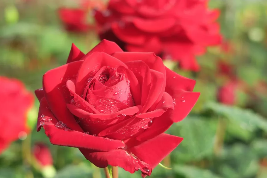 Rosa 'Marlene'® 4 Liter Topf