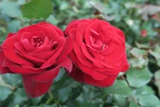 Rosa 'Marlene'® 4 Liter Topf