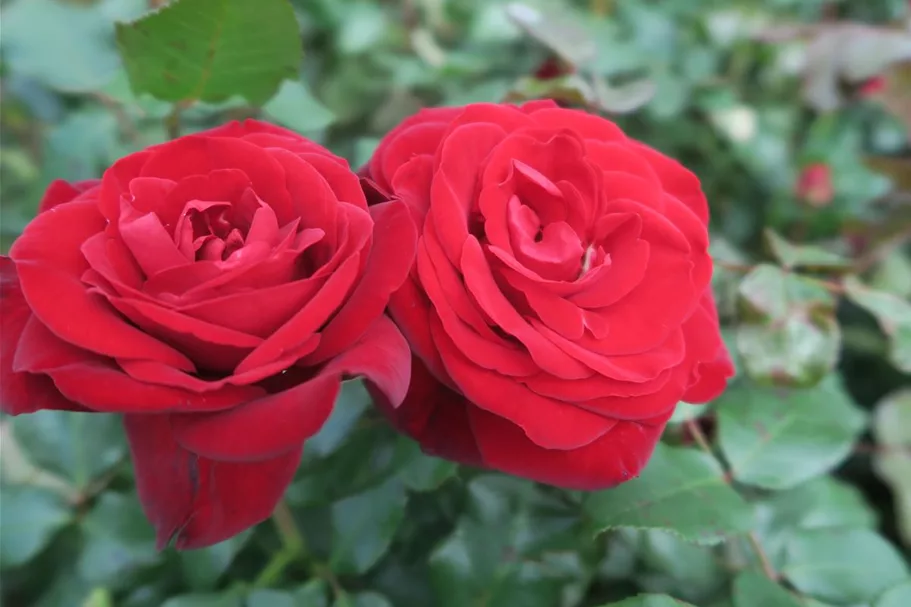 Rosa 'Marlene'® 4 Liter Topf