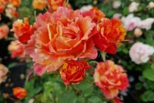 Rosa 'Lollipop'® 4,5 Liter Topf