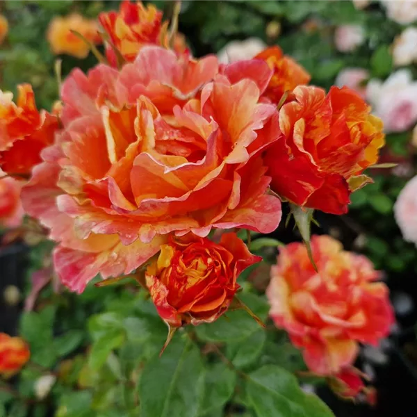 Rosa 'Lollipop'®
