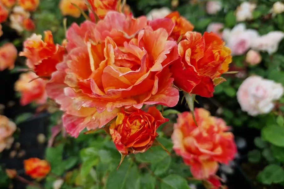 Rosa 'Lollipop'® 4,5 Liter Topf
