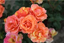 Rosa 'Lollipop'® 4,5 Liter Topf