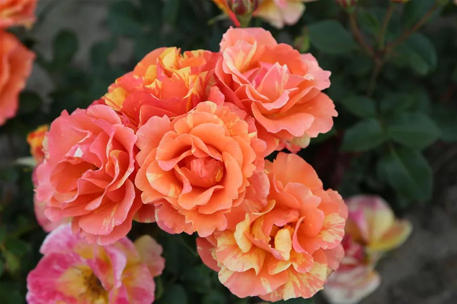 Rosa 'Lollipop'® 4,5 Liter Topf